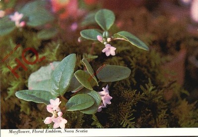 Ansichtskarte:;Blumen, Mayflower, Floral Emblem, Nova Scotia