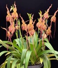 Phragmipedium Grande Madeira grown slipper orchid