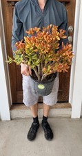 Large 22    Ogre  s Ears  Crassula ovata Mature Jade Multi Trunk Plant Red/Yellow