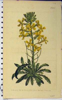 Alter antiker Druck 1805 handkoloriert Blume Edwards Curtis Sansom N.835 19.