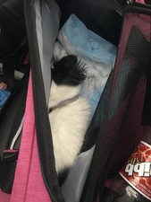 Airline Approved Pet Travel Carrier Bag Multi-Functional Organizer/Car Seat/Bed