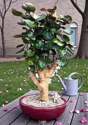 knstlicher bambus im topf Knstlicher Bambus deluxe - Marleen | 125 cm