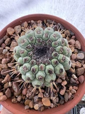 Copiapoa cinerea ssp columna Degrafted Rooted Cacti of Chile Last One!!