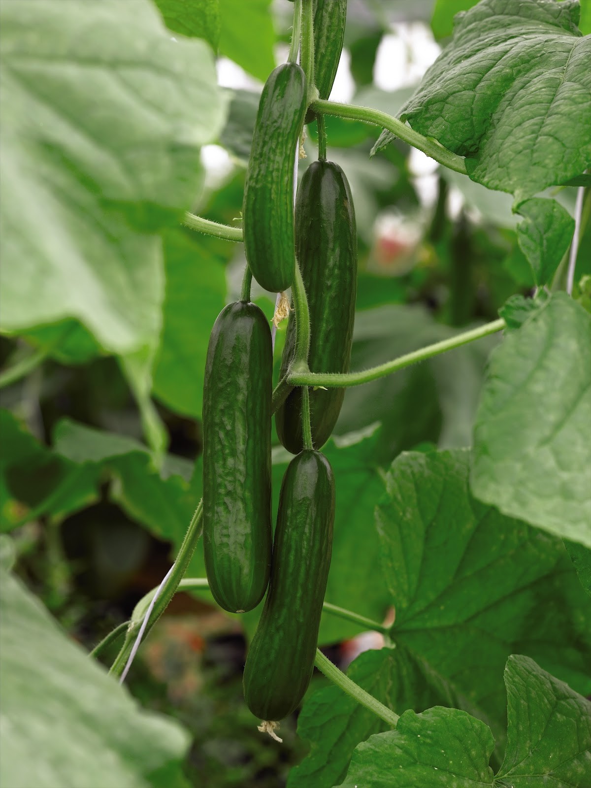 CUCUMBER  PASSANDRA F1 (GREENHOUSE)  5 SEEDS  - CERTIFIED ORGANIC