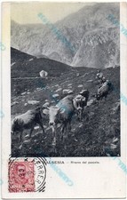IN VALSESIA -RITORNO DAL PASCOLO