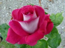 25 semi ROSA MONICA BELLUCCI RARISSIMA + OMAGGIO