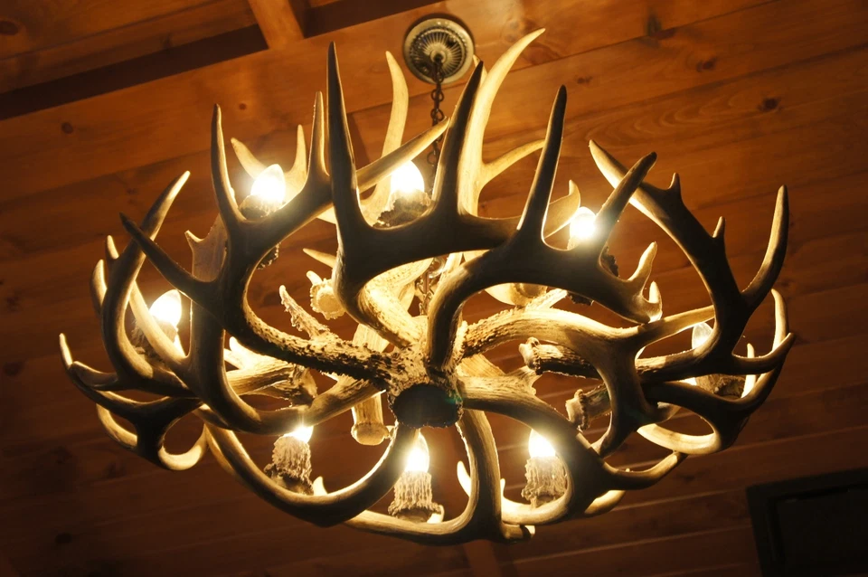 真正的 ANTLER WHITETAIL DEER OVAL CHANDELIER 8 灯,乡村照明,CDN — 第 4/4 张图片