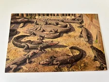 An Alligator Farm in Sunny Florida Postcard