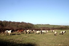 Photo 6x4 Horses in Field Wath Upon Dearne c2009