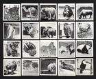 CIGARETTE/TRADE/CARDS. Dryfood. ZOO ANIMALS 'K' Size.(1955).(Complete Set of 50)