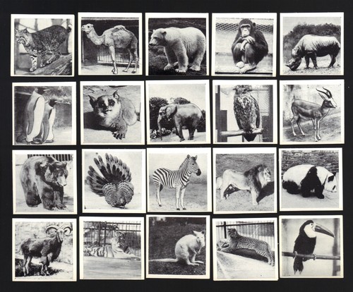CIGARETTE/TRADE/CARDS. Dryfood. ZOO ANIMALS 'K' Size.(1955).(Complete Set of 50)