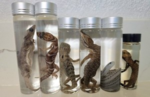 Wet Specimen Lot #1