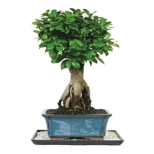 Ginseng Grafted Ficus Bonsai Tree Indoor Plant in Ceramic Bonsai Pot Container,
