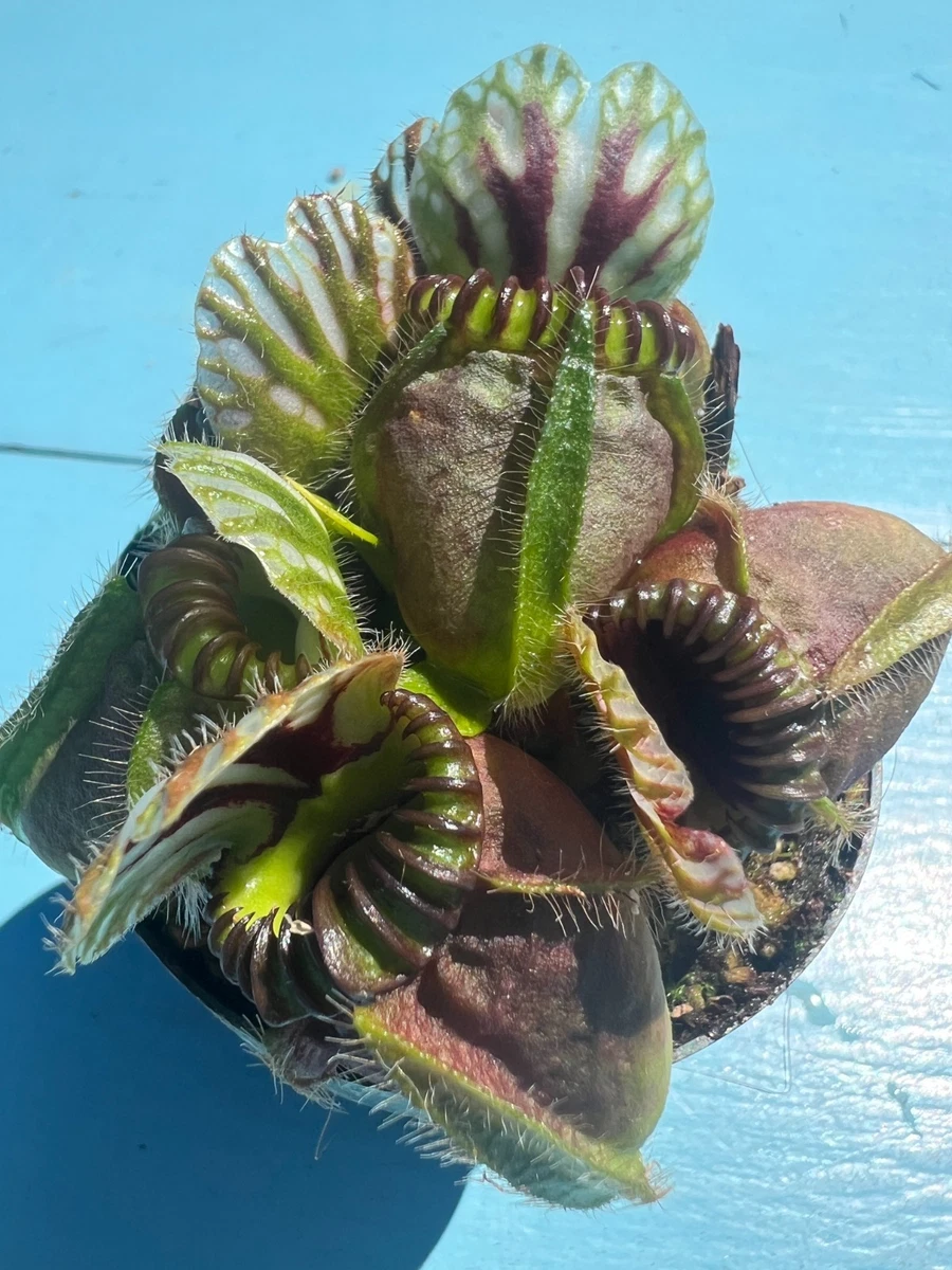 Pitcher Plant Cephalotus Carnivorous Plants for sale | eBay