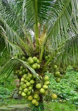 Dwarf  Coconut 4  organic seed sprouted from Island of PR.