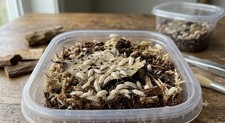 30 Dwarf White Isopods Trichorhina Tomentosa CleanUpCrew/Feeders-Free Ship