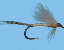 CDC Biot Emerger