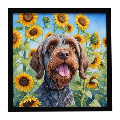 Carolines Treasures DAC6177MFP88 8 x 8 in. Wirehaired Pointing Griffon in Sun...