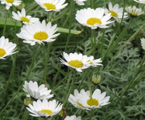 Anthemis Cupaniana Sicilian Chamomile 9cm Pot White Flower With Silver Leaf Ebay