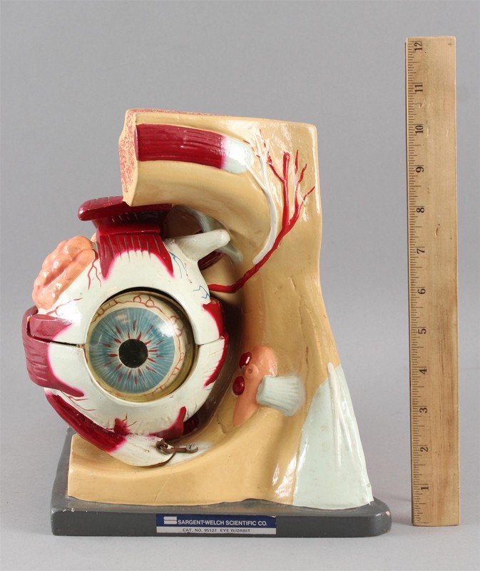 Sargent-Welch Educational Medical Science Ophthalmology Eye & Orbit Model, NR