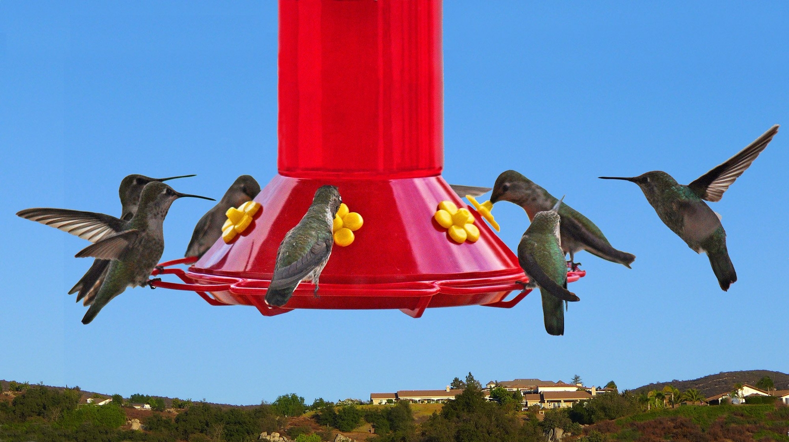 Replacement Flowers for PerkyPet Hummingbird Feeder eBay