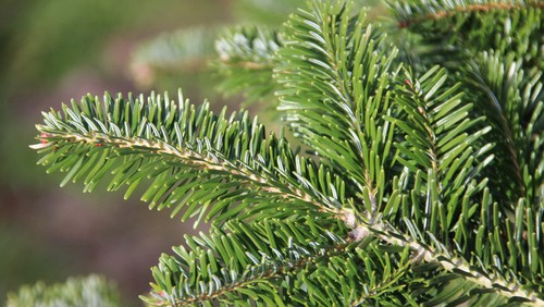 Abies nordmanniana / Nordmann Fir, Peat Free, Christmas Tree, 3L 40-60cm - Picture 3 of 3