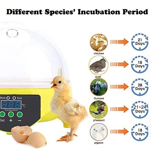 dos Camino Persuasión Incubadora Automática Para Incubar 7 Huevos De Pollo Con Control De Temperatura | eBay dos Camino Persuasión Incubadora Automática Para Incubar 7 Huevos De Pollo Con Control De Temperatura | eBay