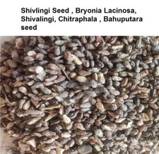 Bryonia Laciniosa Seeds Shivalingi Chitraphala Bahuputara Whole 50gm 1.7 OZ '