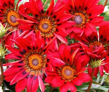 GAZANIA RED SHADES Gazania Rigens - 100 Bulk Seeds