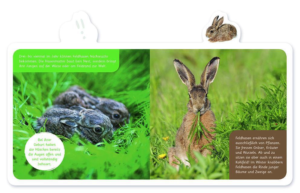 Thumbnail - Der Hase Mein Kleines Tier-lexikon Hannah Kastenhuber Buch 14 S.