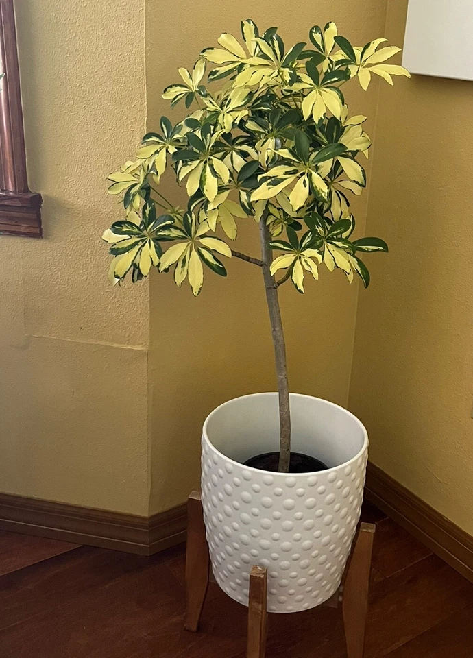 Trinette Variegated Schefflera Live Plants~Arboricola~Umbrella Topiary Plant - Image 2 of 4