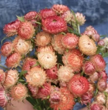 100+ Strawflower Apricot/Peach Mix seeds