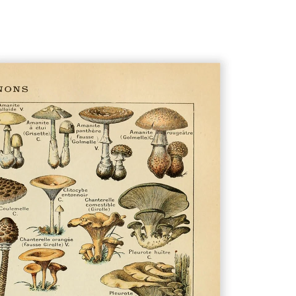 Mushroom Poster Vintage Fungi Print Art Wall Art Home Decor Poster Print A5-A1 - Image 4 of 4