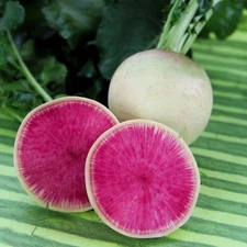 100+ Watermelon Radish Seeds - NON GMO -------------- FRESH