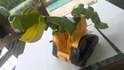Dino Construction Company Wrecker The T-Rex Skid Loader Educational Insights Toy — photo 5