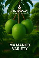 Delicious Rare Zill M4 Coconut Flavored Grafted 3 gallon Mango Tree 2-3 ft !