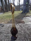 Viking Fenton? Unsure. Art Glass Root Beer Brown Swung Bud Vase 16” MCM Pedestal