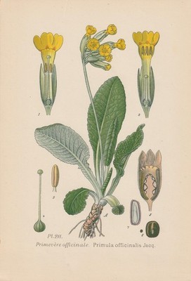 Echte Schlüsselblume (Primula veris) Chromo-Lithographie von 1891 cowslip