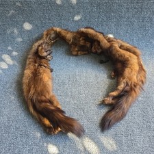 Mink Stole Wrap Scarf 3 Furs Full Size w/ Clasp Vintage 1950  s