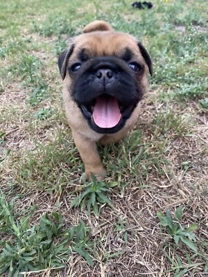 pugalier for sale gumtree