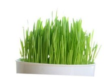 Todd s Seeds - Wheat Grass Seeds - Cat Grass Seeds for Indoor Cats