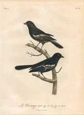 Coal Tit Tannenmeise Birds Farbradierung Etching Levaillant 1799