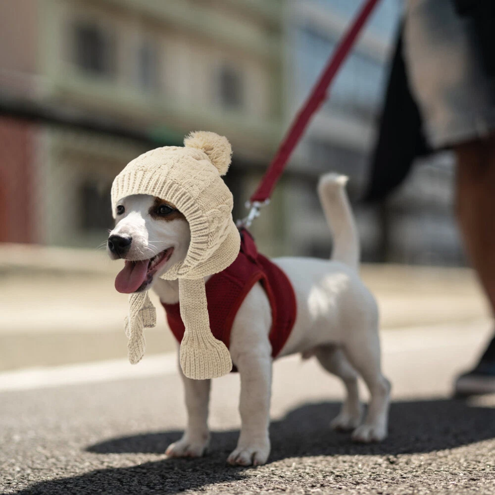 Knitted dog best sale scarf