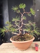 bonsai pino nero   h 47 cm visita il negozio