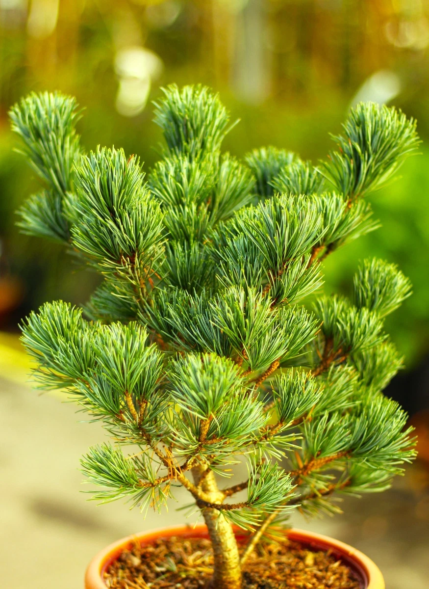 Pinus Pinea online kaufen | eBay.de