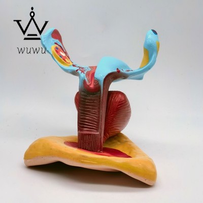 PVC Life Size Human Female Perineum Uterus Anatomy Anatomical Medical Model