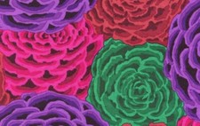 Kaffe Fassett ROSETTE DARK GP112 1/2 half yard original issue 1 yd available