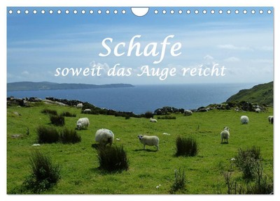 Schafe - soweit das Auge reicht (Wandkalender 2025 DIN A4 quer), CALVENDO Monats