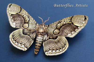 標本 China Brahmaea hearseyi 128mm Real Owl Moth Brahmaea Hearseyi Taxidermy Framed Entomology