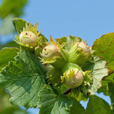 Nocciolo o Corylus avellana Contorta